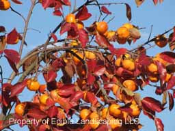 Persimmon Great Wall  Leaf & Fruit